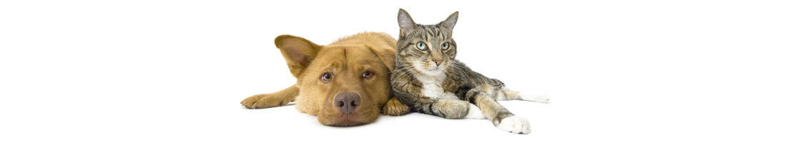 Whole Pet Clinic Madison Wi Home