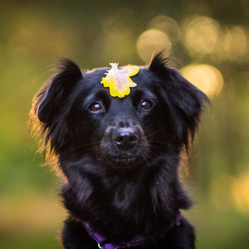 Dog with Yellow Leaf